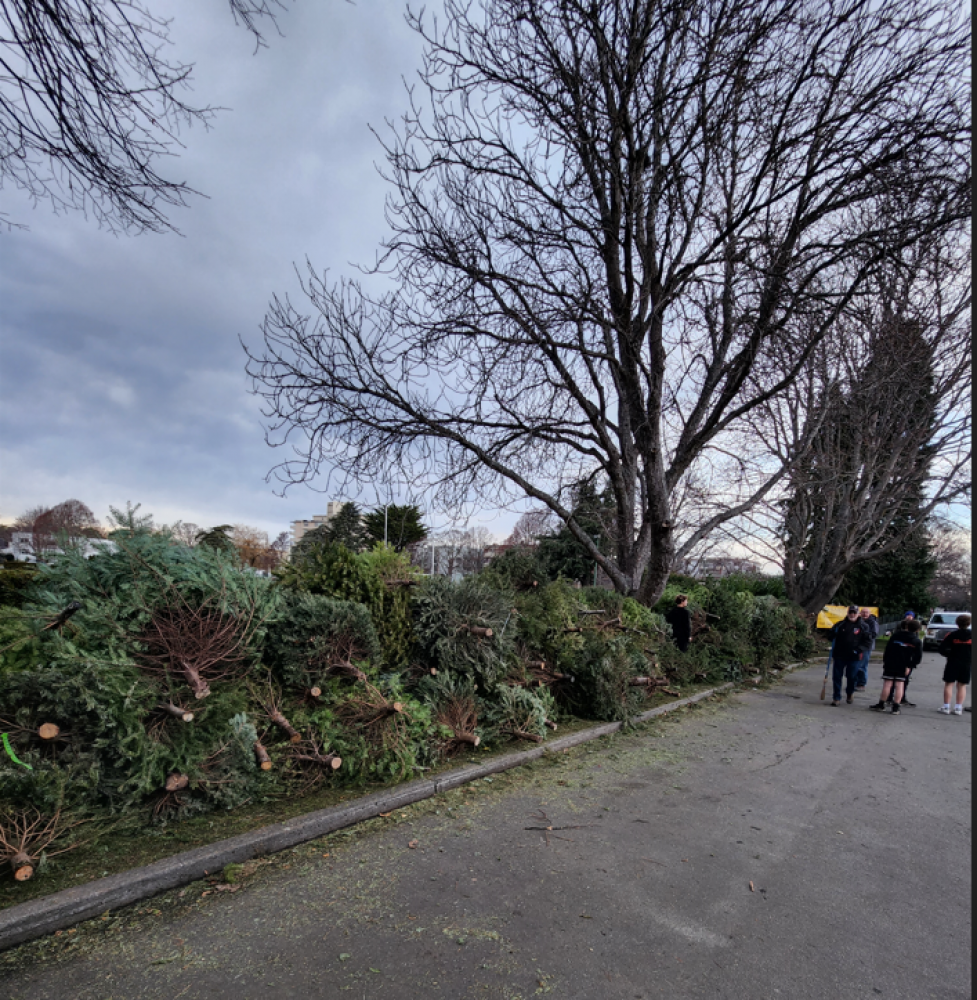 Keep 'em coming....a street of trees!