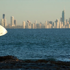 Gold Coast Sevens Open Season